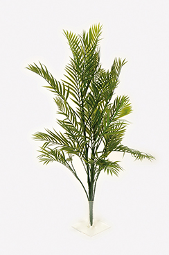 [0688417] palmier areca