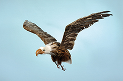 flying eagle