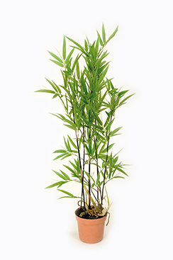 [0685926] bamboe in pot (112cm)