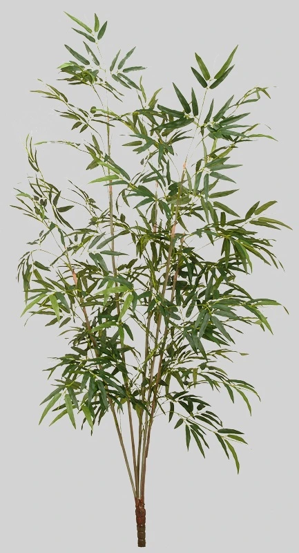 bamboeplant (zonder pot)