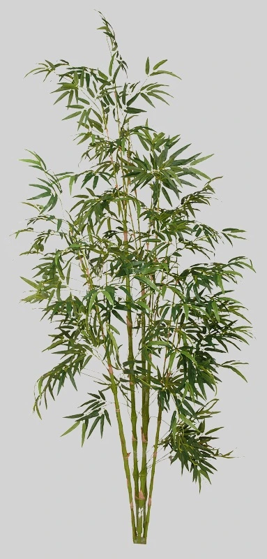 plante de bambou (sans pot)