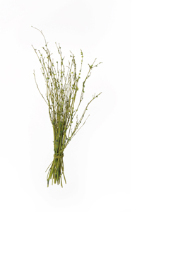 [0043392] buisson de bambou (40cm)