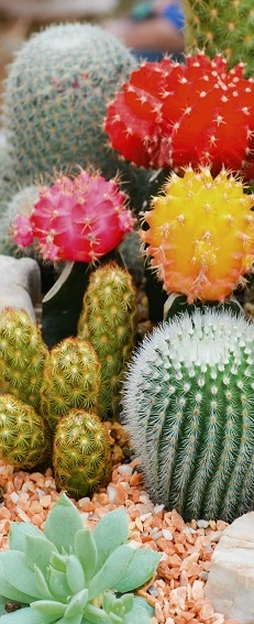 [0052721] banner 'cactus'