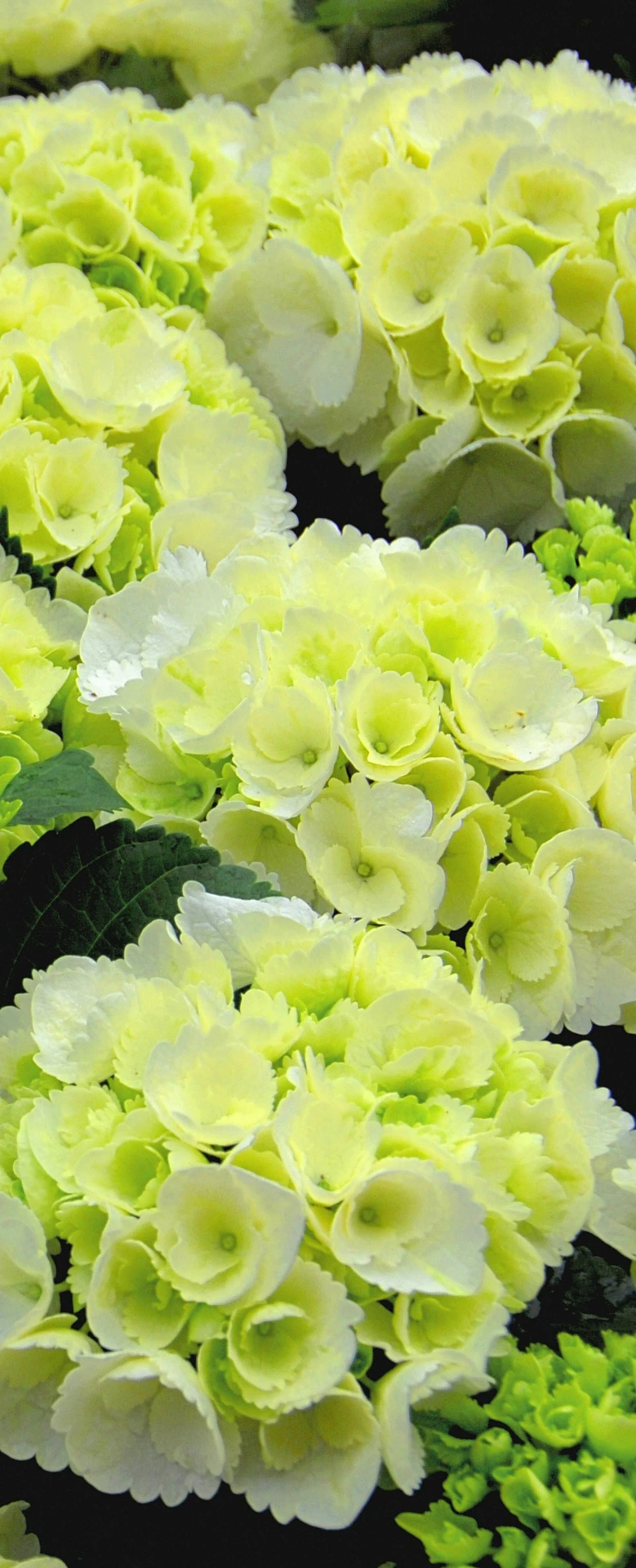 banner 'hortensia' (danielle)