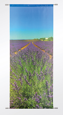 [0683837] banner 'champs de lavende'