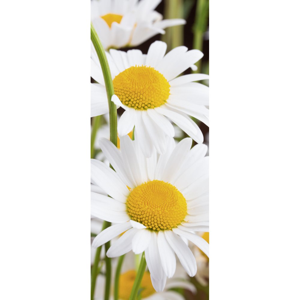 [0683928] banner 'margrieten'