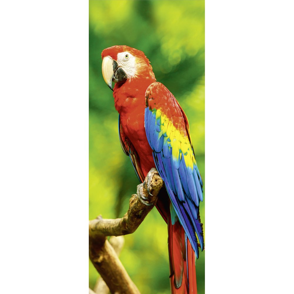 [0683926] banner 'perroquet sur branche'