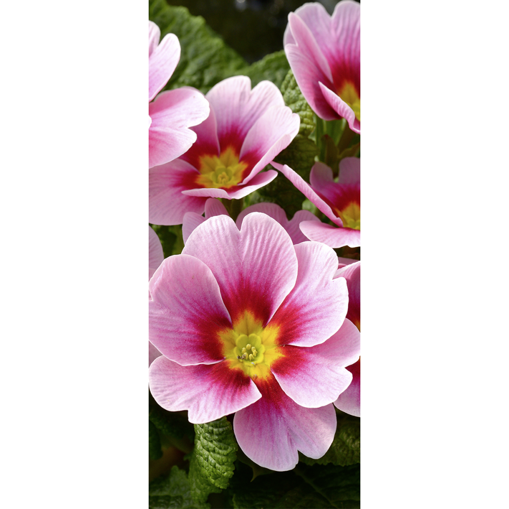 [0683687] banner 'prumula'