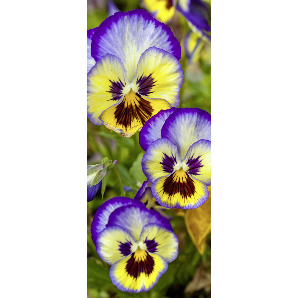 [0683688] banner 'viooltjes'