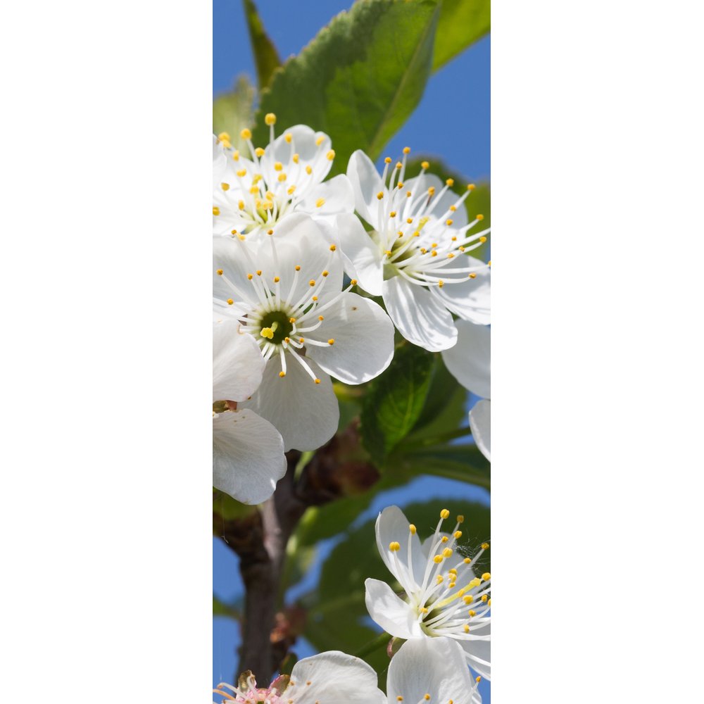 [0683830] banner 'white blossom'