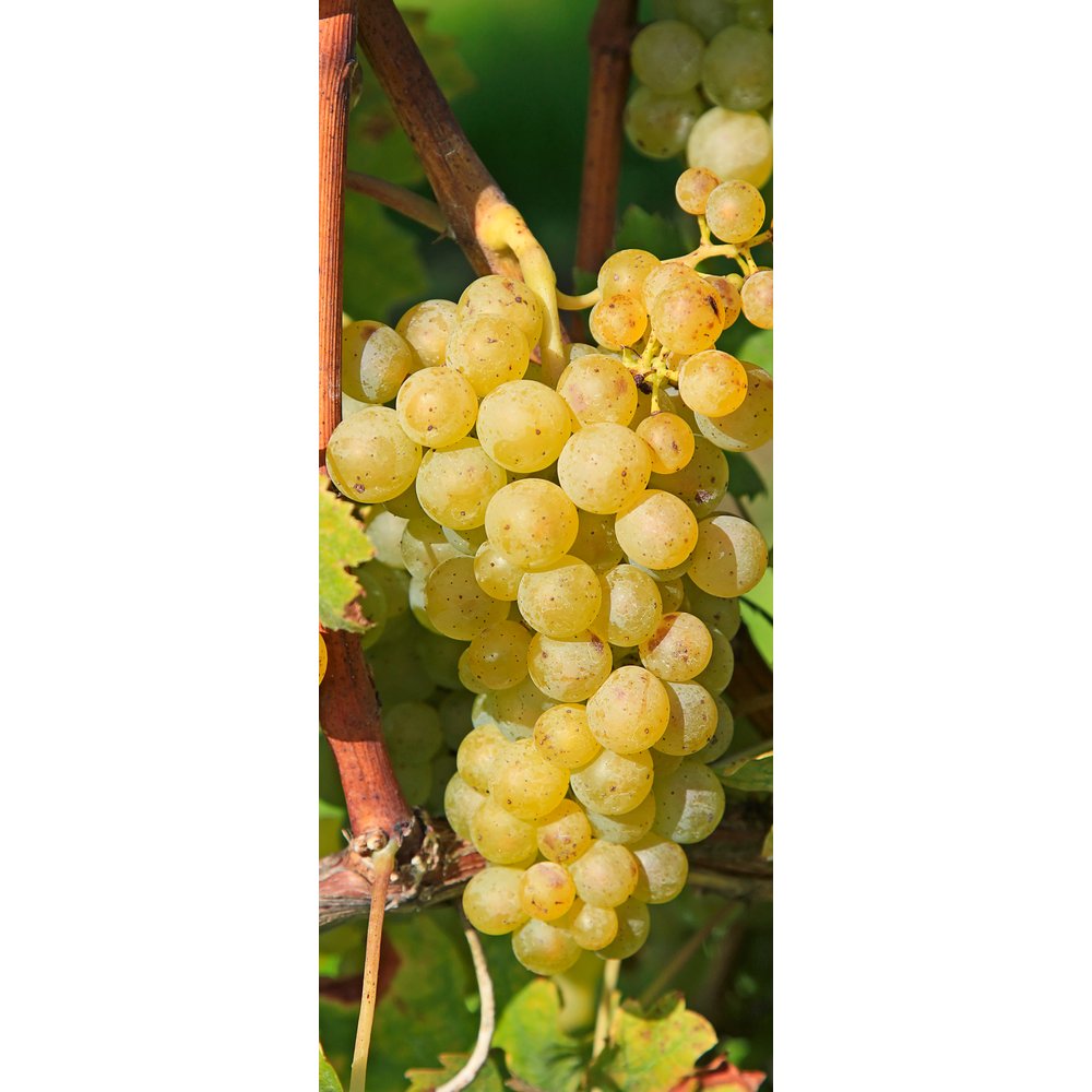 [0683850] banner 'white grapes'