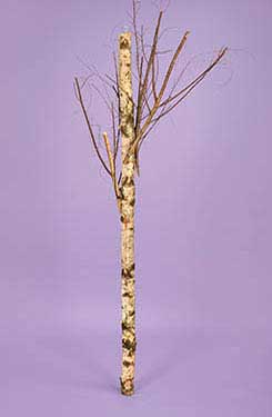 [0045820] tronc de bouleau avec 3 branches