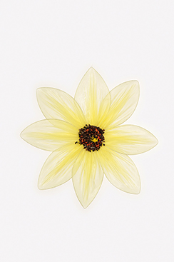 [0688008] fleur organza (jaune, 35cm)