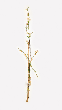 blossom branch