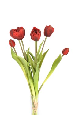 bundle tulips 'open'