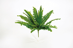 [0683181] boston fern 33 tips