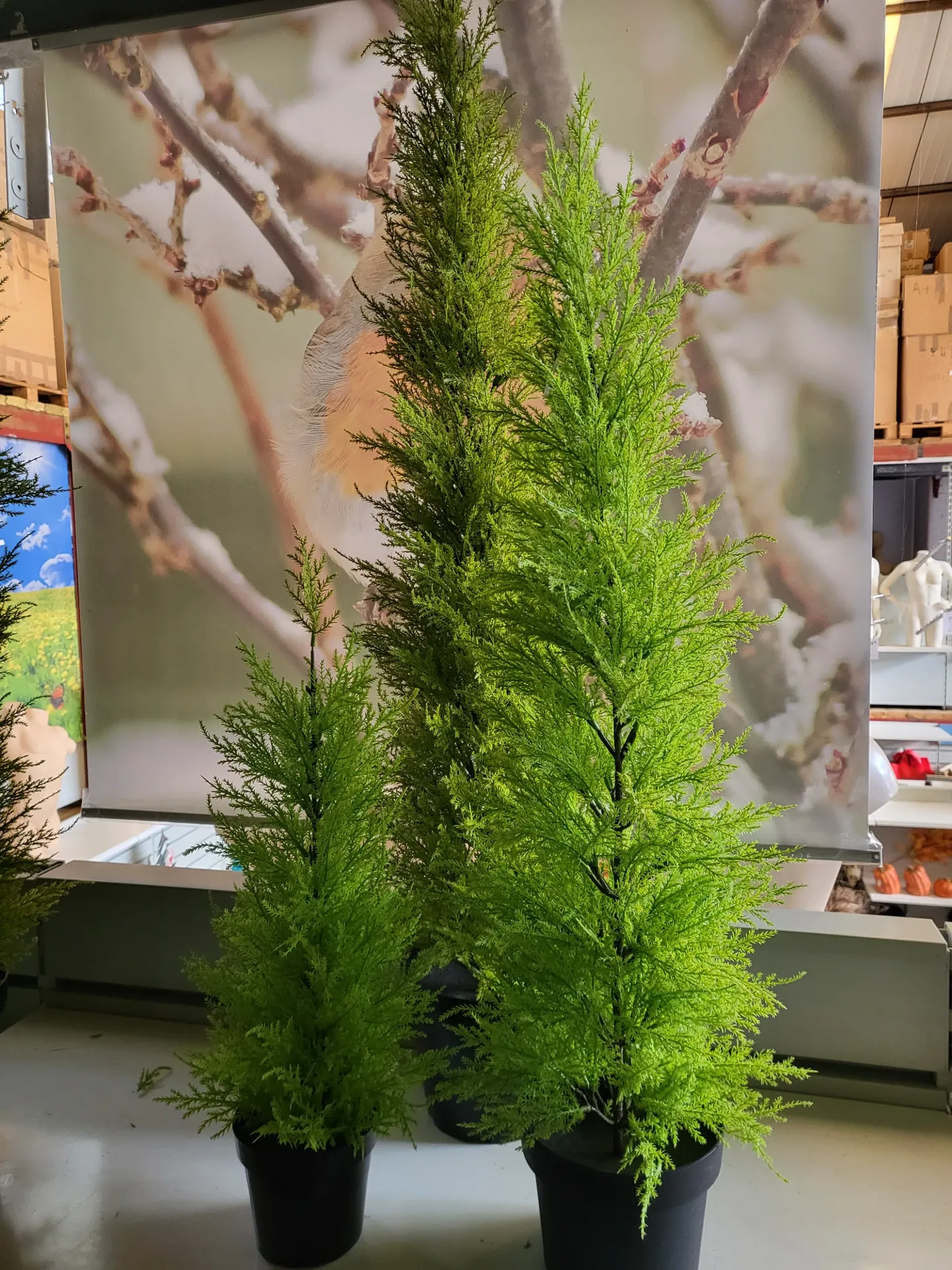[0043197] ceder in pot (116cm)