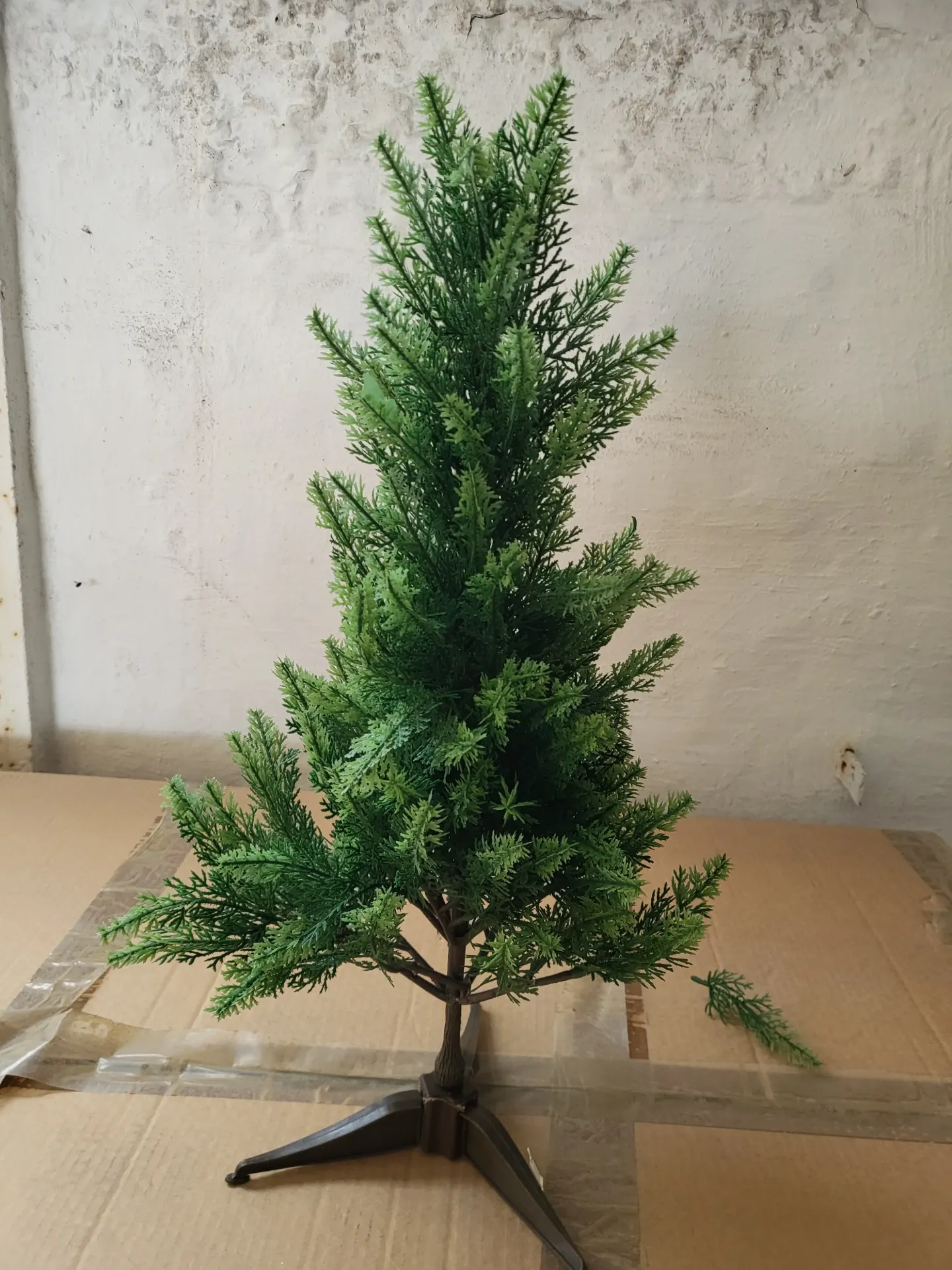 cipresboom