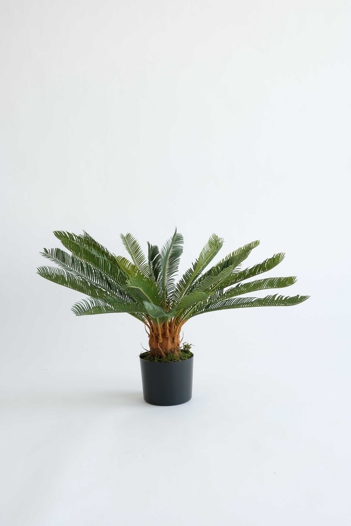 cycaspalm in pot