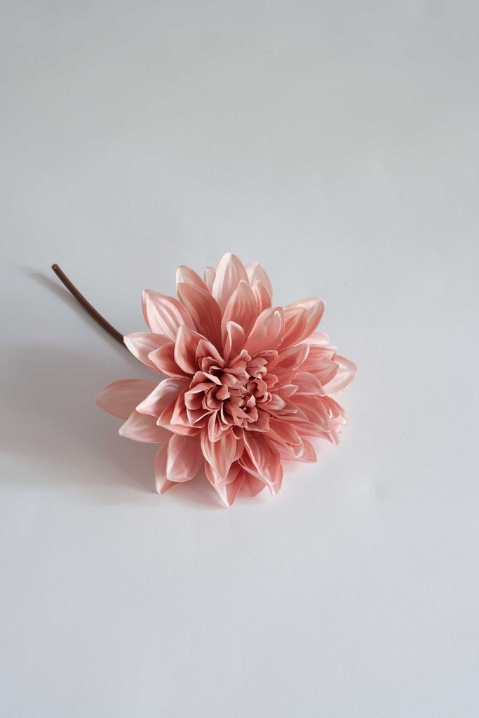 [0043529] Dahlia / stem