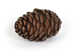 [0043310] pine cone XL 'soft'