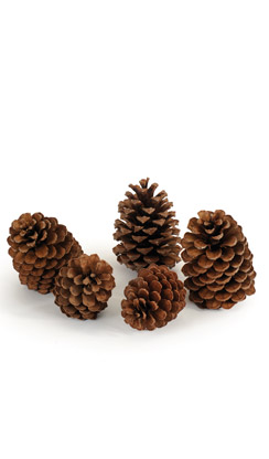 [0044965] pine cones