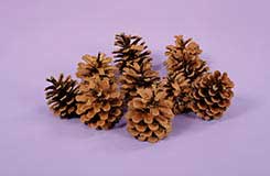 [0044963] pine cones (5-8cm - 5kg)