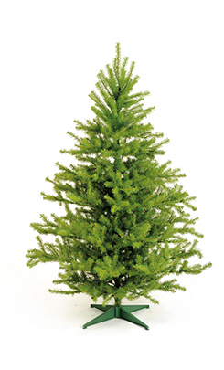 [0066476] sapin 'berkshire'