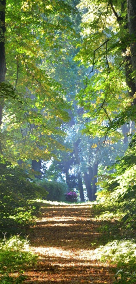display banner 'pad en bos'