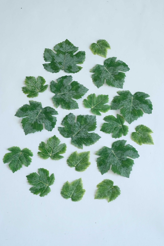[0684646] grape leaves (green)