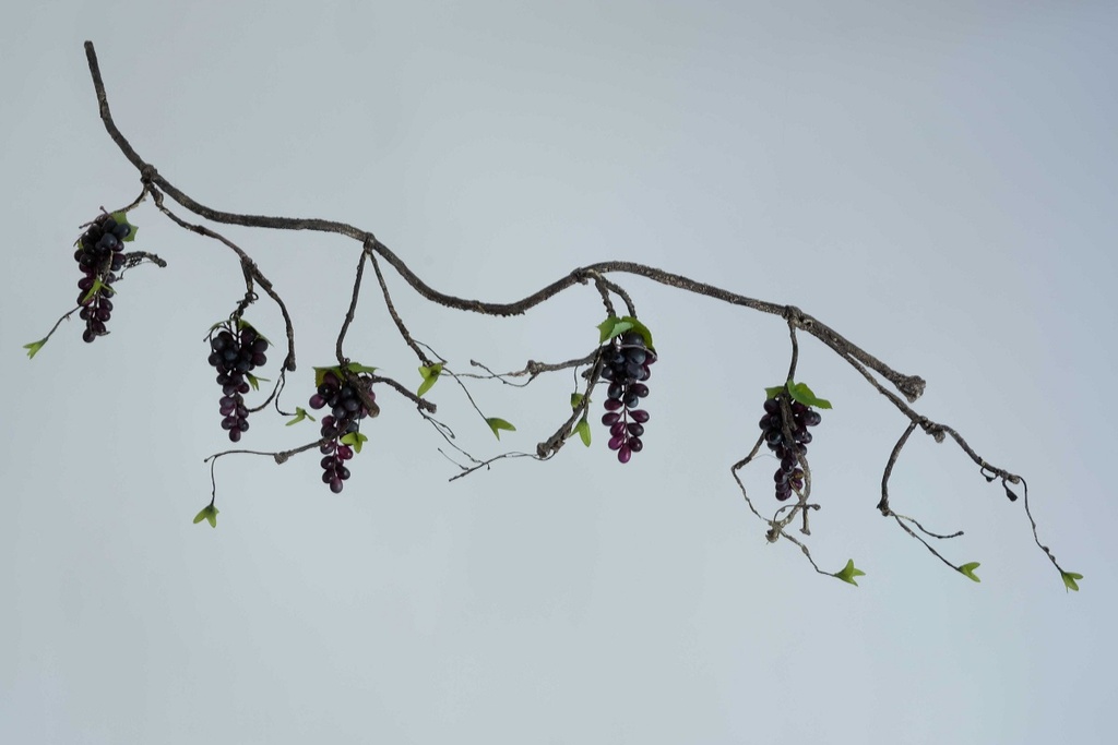 vine with grapes