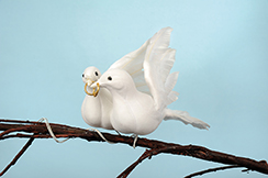 paire de pigeons avec anneaux