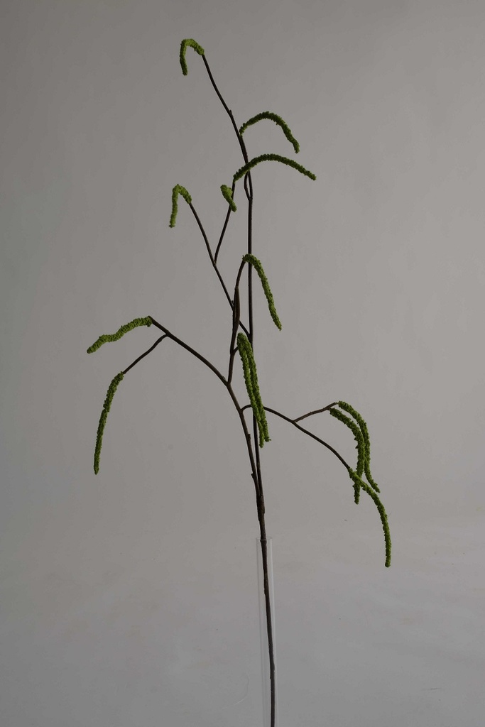 [0043495] dwarfbirch branch