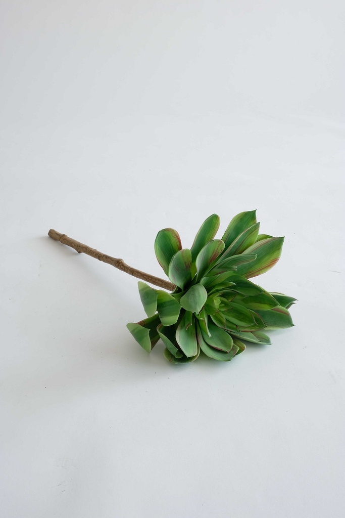 echeveria