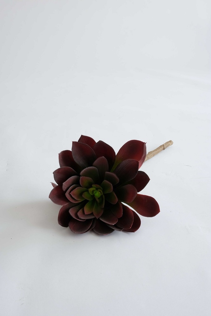 echeveria