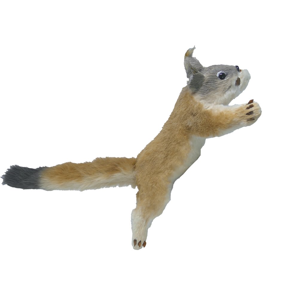 [0685975] squirrel 'skip' springing