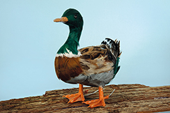 [0684934] duck standing