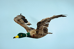 [0684933] duck flying L