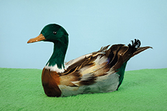 [0684925] duck sitting