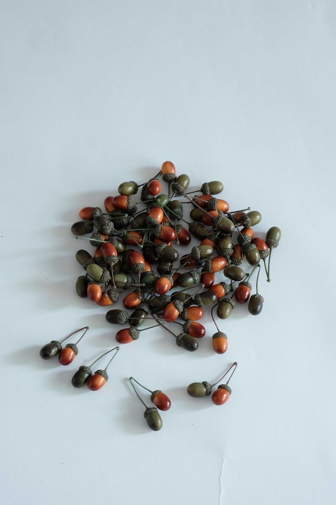 [0687047] acorns