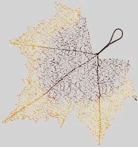 feuille d'érable 'filigrane'