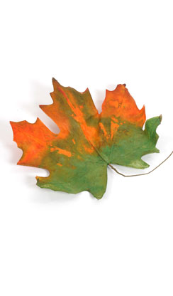 maple leaf 'XL'