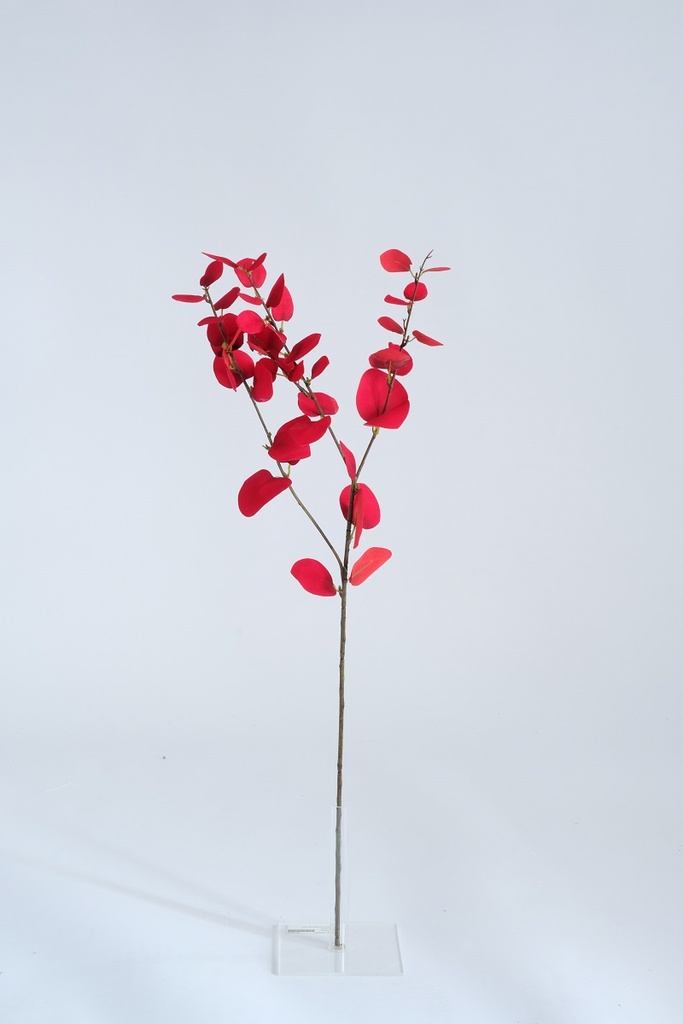 [0043511] eucalyptus Chiara