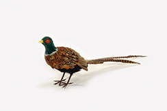 [0689733] pheasant