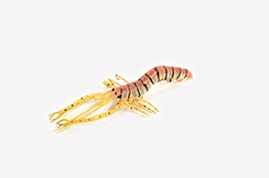 [0682112] crevette