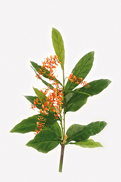 gingembre 'globba winitii'