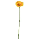 gerbera/stem